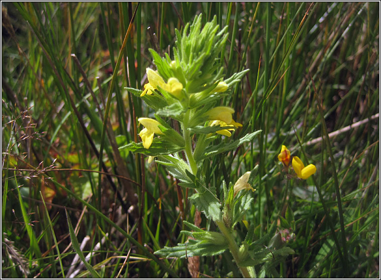 Yellow Bartsia, Parentucellia viscosa