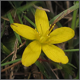 Trailing St John's-wort, Hypericum humifusum