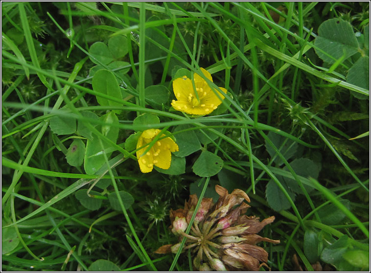 Trailing St John's-wort, Hypericum humifusum