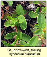 St John's-wort, trailing, Hypericum humifusum