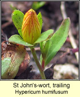 St John's-wort, trailing, Hypericum humifusum