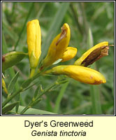 Dyer's Greenweed, Genista tinctoria