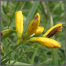 Dyer's Greenweed, Genista tinctoria