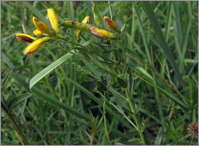 Dyer's Greenweed, Genista tinctoria