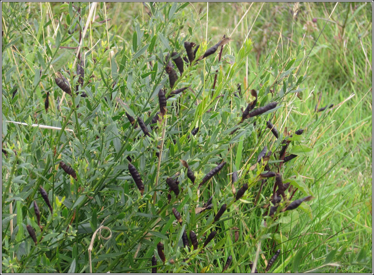 Dyer's Greenweed, Genista tinctoria