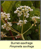 Burnet-saxifrage, Pimpinella saxifraga