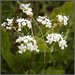 Burnet-saxifrage, Pimpinella saxifraga