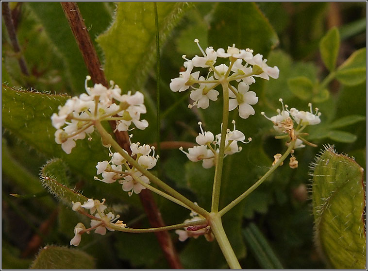 Burnet-saxifrage, Pimpinella saxifraga