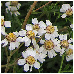 Sneezewort, Achillea ptarmica