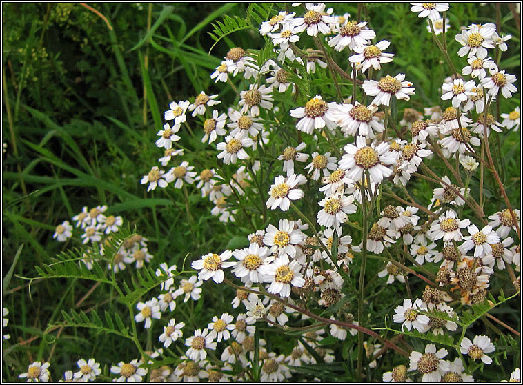 Sneezewort, Achillea ptarmica