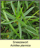 Sneezewort, Achillea ptarmica