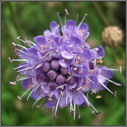 Devil's-bit Scabious, Succisa pratensis