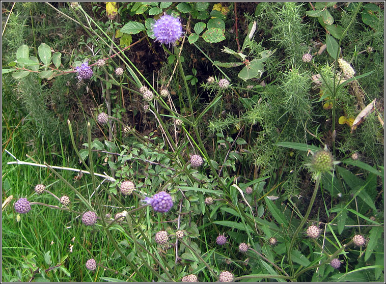 Devil's-bit Scabious, Succisa pratensis