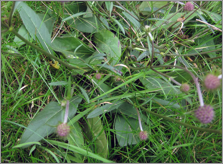 Devil's-bit Scabious, Succisa pratensis