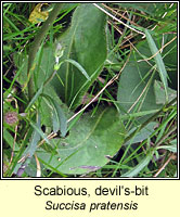 Scabious, devil's-bit, Succisa pratensis