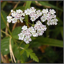 Upright Hedge-parsley, Torilis japonica