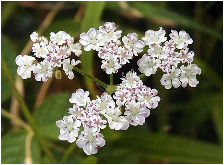 Upright Hedge-parsley, Torilis japonica