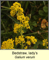 Bedstraw, lady's, Galium verum