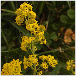 Lady's Bedstraw, Galium verum