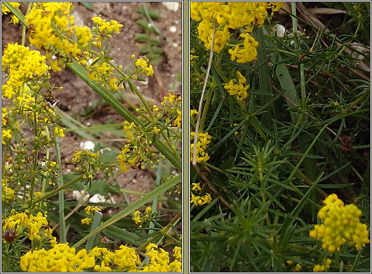 Lady's Bedstraw, Galium verum