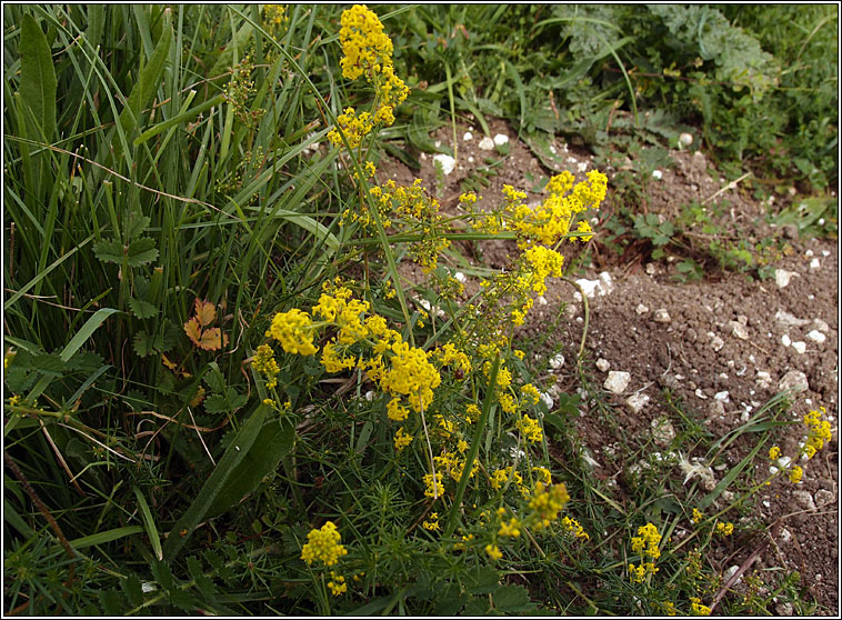 Lady's Bedstraw, Galium verum