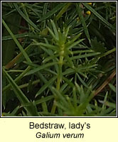 Bedstraw, lady's, Galium verum