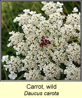 Carrot, wild, Daucus carota