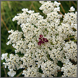 Wild Carrot, Daucus carota