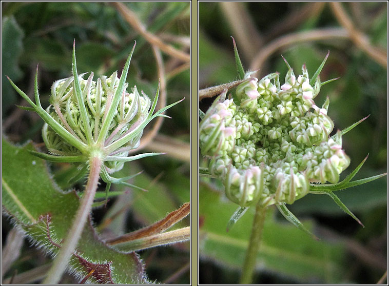 Wild Carrot, Daucus carota