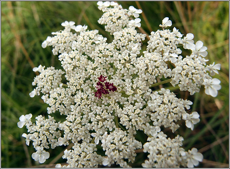 Wild Carrot, Daucus carota