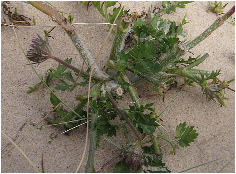 Wild Carrot, Daucus carota