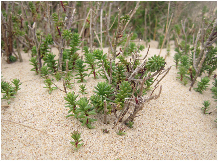 Shrubby Sea-blite, Suaeda vera