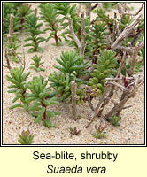 Sea-blite, Shrubby, Suaeda vera