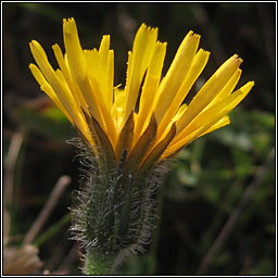 Rough Hawkbit, Leontodon hispidus