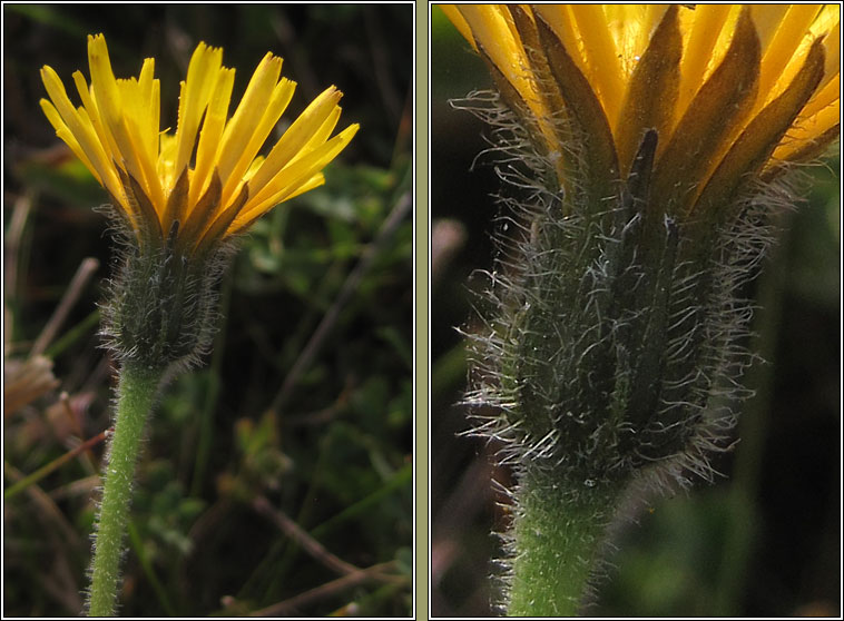 Rough Hawkbit, Leontodon hispidus