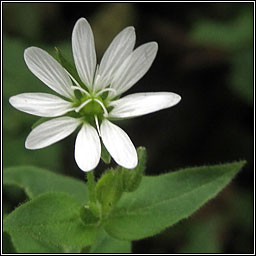 Water Chickweed, Stellaria aquatica