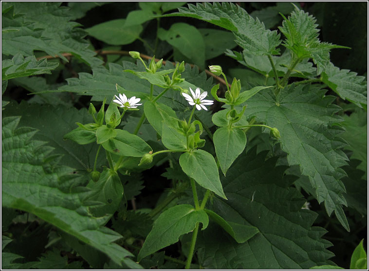 Water Chickweed, Myosoton aquaticum