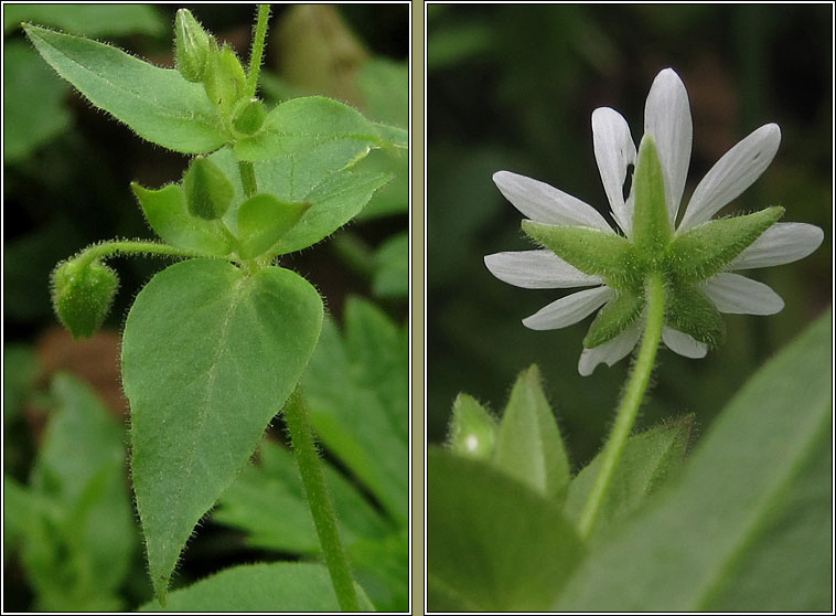 Water Chickweed, Myosoton aquaticum