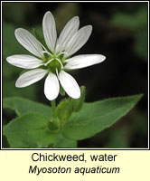 Chickweed, water, Myosoton aquaticum