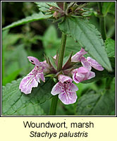 Woundwort, marsh, Stachys palustris