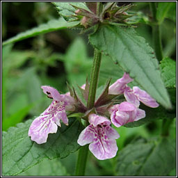 Marsh Woundwort, Stachys palustris