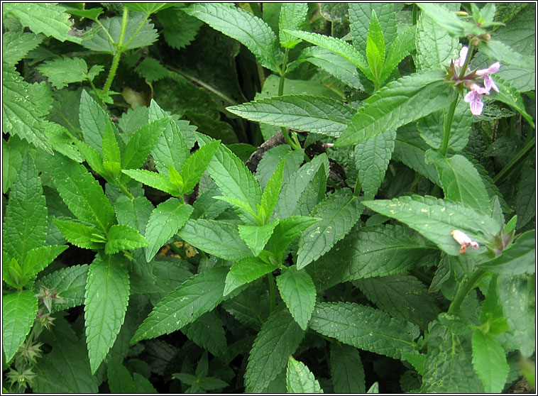 Marsh Woundwort, Stachys palustris