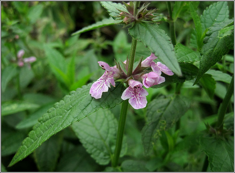 Marsh Woundwort, Stachys palustris