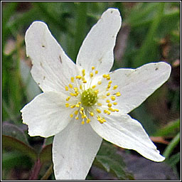 Wood Anemone, Anemone nemorosa