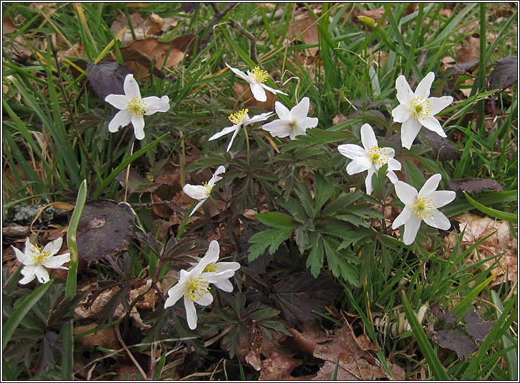 Wood Anemone, Anemone nemorosa