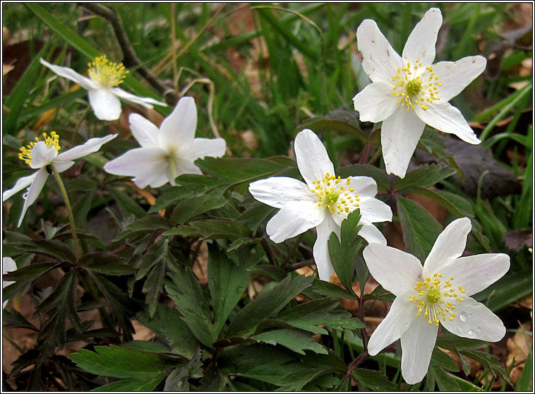 Wood Anemone, Anemone nemorosa