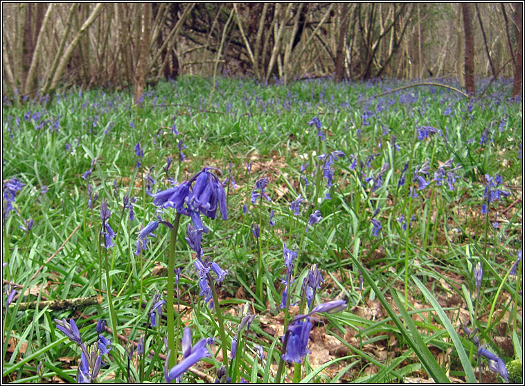 Bluebell, Hyacinthoides non-scripta