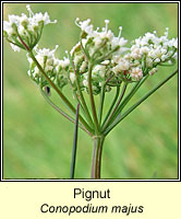 Pignut, Conopodium majus