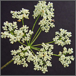 Pignut, Conopodium majus