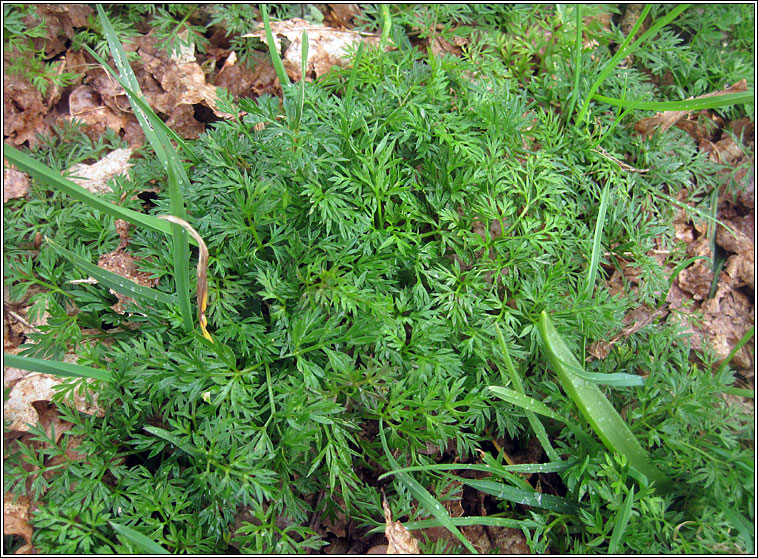 Pignut, Conopodium majus